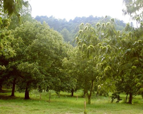 jedle-gastany-predaj-003